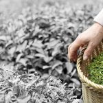 Condiciones para cultivar té