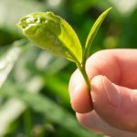 Cómo cultivar tu árbol de té