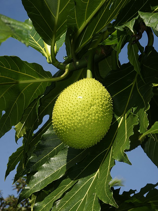 Fruta de Manzapan