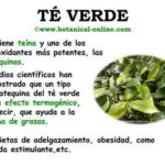 Información sobre el té verde